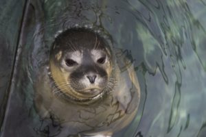Il nuovo cucciolo di foca