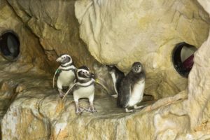 I pinguini ospiti dell'Acquario