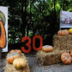 Festa della Zucca di Murta