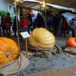 Festa della Zucca di Murta