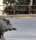 Emergenza cinghiali a Genova