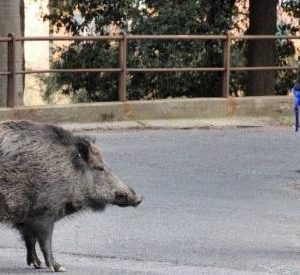 Emergenza cinghiali a Genova