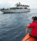 rilascio in mare Tartarughe Elica e Claretta