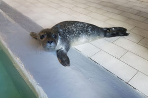 cucciolo foca Acquario