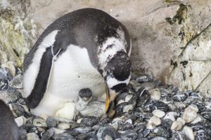 piccolo pinguino papua