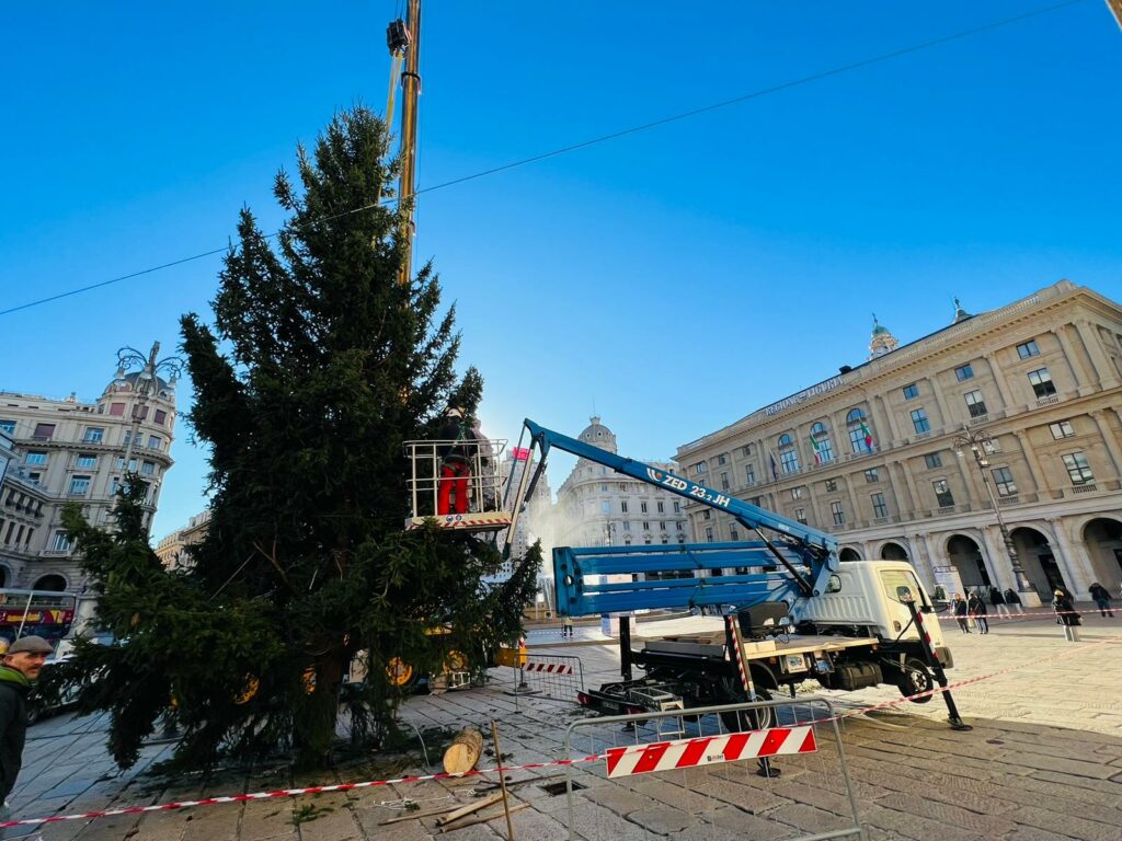 L'albero viene posizionato vicino a Palazzo Ducale